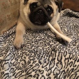 Marshall - Pug