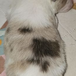 Pomeranian Puppies from Moon Howlers Pomeranians