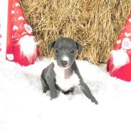 Irry Female 2 - Blue female Italian Greyhound puppy in Sparta Tn And Caryville Fl, Tennessee from Summerwind Kennel