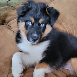 Miniature Australian Shepherds from Elemental Mini Aussies