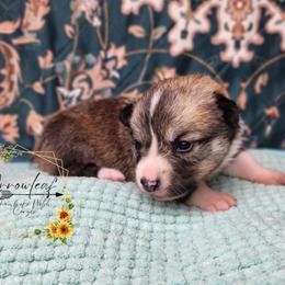 Pickles DM CLEAR - Sable female Pembroke Welsh Corgi puppy in Idaho from Arrowleaf Corgis