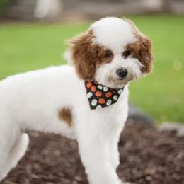 Cosmo - Goldendoodle