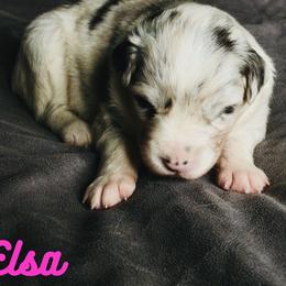 Elsa - Blue merle female Australian Shepherd puppy in Jeddo, Michigan from Blue Water Aussies