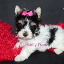 AKC Lattice SOLD - Black tan and white female Biewer Terrier puppy in Kennesaw, Georgia from Dreamy Pups