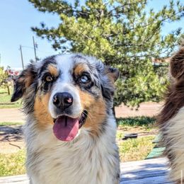 Kira - Australian Shepherd