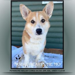 Mox - Pembroke Welsh Corgi
