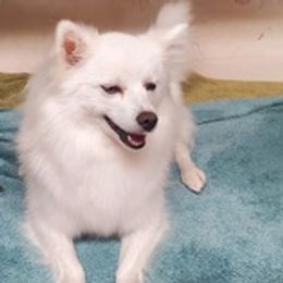 American Eskimo Dogs from Hill Top Eskies
