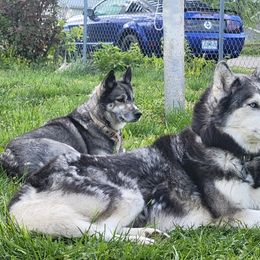 Siberian Huskies from Current River Siberians