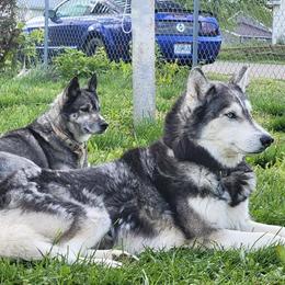 Siberian Huskies from Current River Siberians