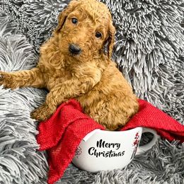 Goldendoodle and Poodle Puppies from The Henry Doodles