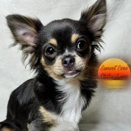 Dolly - Chihuahua