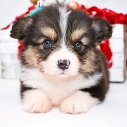 Rowen - Black and tan male Pembroke Welsh Corgi puppy in San Antonio, Texas from Moxxi's Legacy Corgis