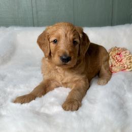 Willa - Apricot female Goldendoodle puppy in Osage City, Kansas from Golden Ridge Goldens