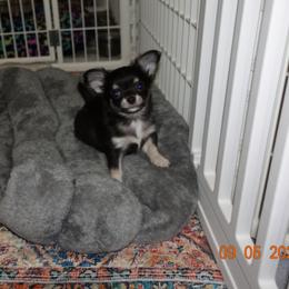 Boy 1 - Blue and tan male Chihuahua puppy in Deridder, Louisiana from BG's Chihuahua