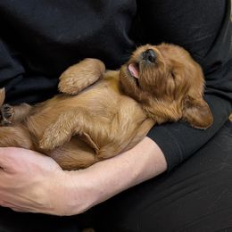 Boy 2 - Irish Setter puppy in Verona, Wisconsin from Anamacara Irish Setters