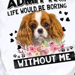 Cavalier King Charles Spaniel Puppies from Place's Cavaliers