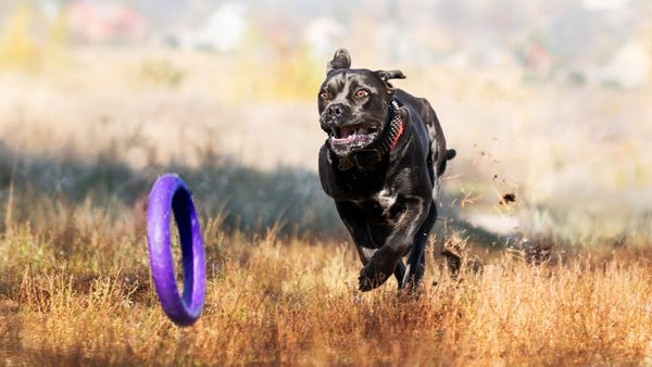 Find Molosser (Bully x) puppies for sale