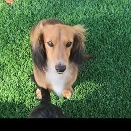 Tux - Red male Dachshund puppy in Tucson, Arizona from Crowned Doxies