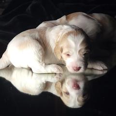 Australian Cobberdog Puppies from Heartland Hills Australian Cobberdogs