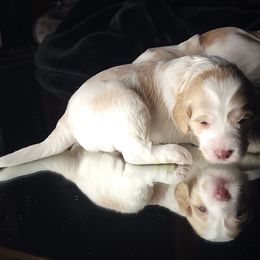 Australian Cobberdog Puppies from Heartland Hills Australian Cobberdogs