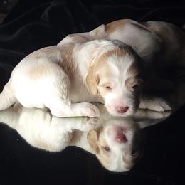 Australian Cobberdog Puppies from Heartland Hills Australian Cobberdogs