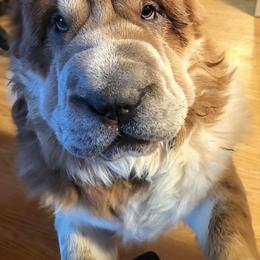 Gizmo - White male Chinese Shar-Pei puppy in Rome, Pennsylvania from Maynard Hills Chinese Sharpeis