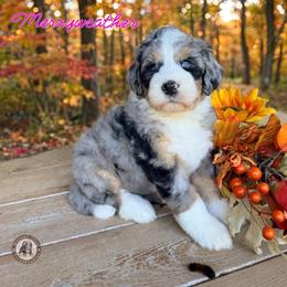 Merryweather - Blue merle female Bernedoodle puppy in Banner Elk, North Carolina from Walnut Tree Bernedoodles