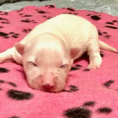 Girl 1 - White American Eskimo Dog puppy in Westwego, Louisiana from Connie's American Eskimo Dogs and Mini Australian Shepherd Dogs