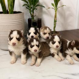 Pomskies from KY Pomsky Paws