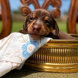 Mira - Chocolate and tan female Dachshund puppy in Stilwell, Oklahoma from MB’s Dachshunds