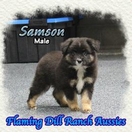 Samson - Black tri male Miniature Australian Shepherd puppy in Forestburg, Texas from Flaming Dill Ranch Aussies