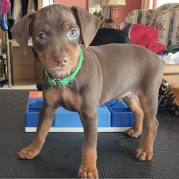 Boy 3 - Chocolate and rust male Miniature Pinscher puppy in Howell, Michigan from FreeSpirit Miniature Pinschers
