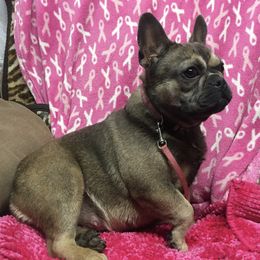 Sadie - French Bulldog