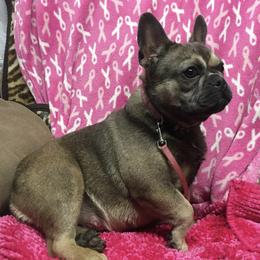 Sadie - French Bulldog
