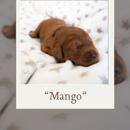 Girl 1 - Australian Labradoodle puppy in Chelsea, Michigan from Michigan Labradoodles