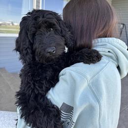 Sirius - Black male Australian Labradoodle puppy in Newdale, Idaho from Grand Peaks Labradoodles