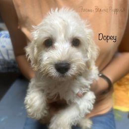 Dopey - White male Schnoodle puppy in Sedalia, Missouri from Farmer Brown's Puppies