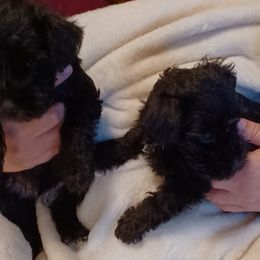 Miniature Schnauzers from Anthony's Miniature Schnauzers