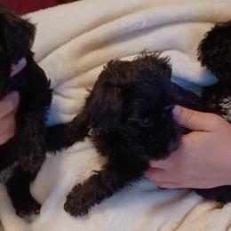 Miniature Schnauzers from Anthony's Miniature Schnauzers