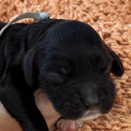 Boy 5 - Black and white male Cockapoo puppy in Lake Tansi, Tennessee from Davis cockapoos
