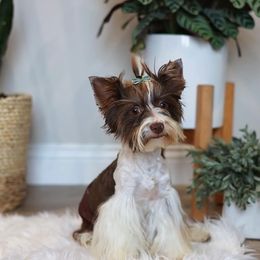 Roy - Biewer Terrier