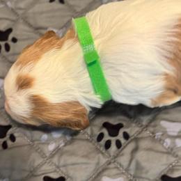 Mr green - Orange and white male Brittany puppy in Hayward, California from Fieldstone Bird Dog Kennels / West Coast Brittany’s