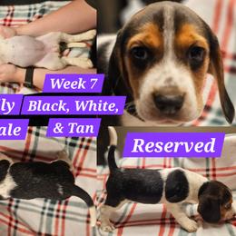 Molly-Purple-Female - Black white and tan female Beagle puppy in Bemidji, Minnesota from Nse Farms Beagles