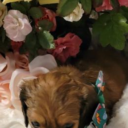 Dachshund Puppies from CLARK'S BREEDING PROGRAM