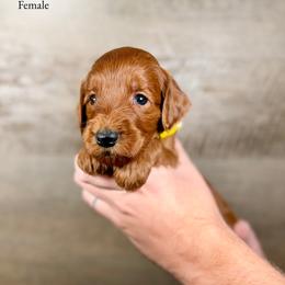 Kinsley - Red  female Goldendoodle puppy in Abilene, Texas from Mesquite Kennels