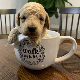 Cockapoo Puppies from Home Raised Cockapoos