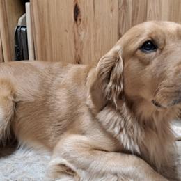 Buster - Golden Retriever