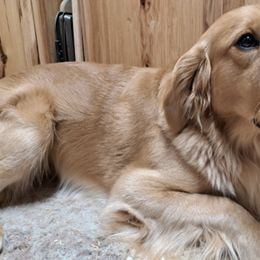 Buster - Golden Retriever