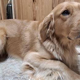Buster - Golden Retriever