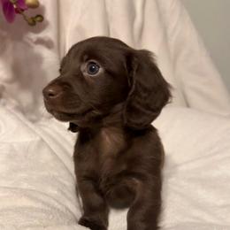 Pequeno - Chocolate male Dachshund puppy in Kentucky from Wonderful Weiners